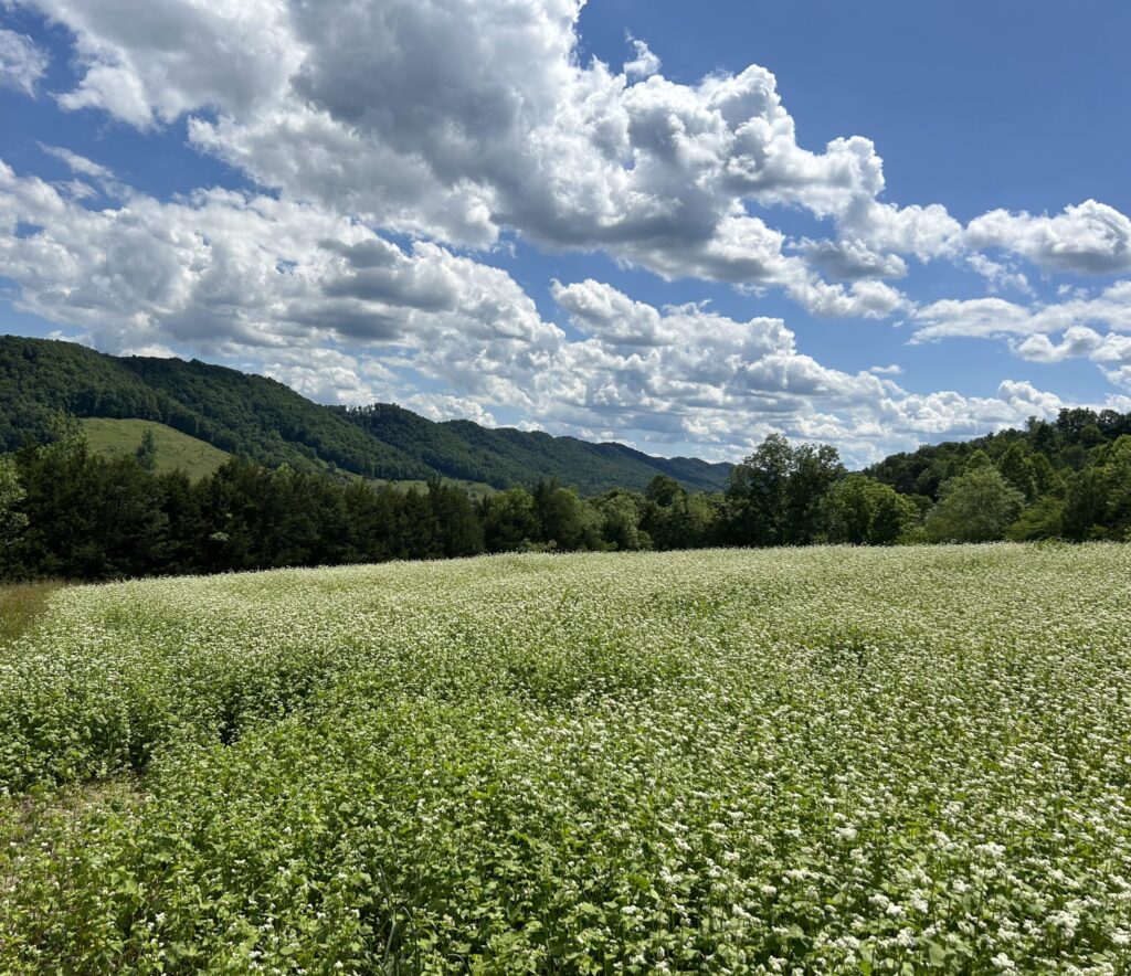 Pollinator Field – Narrow Ridge